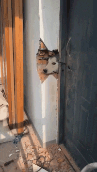 当会拆墙的二哈遇上武功高强的女侠预览图