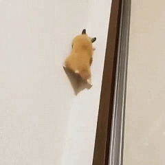 今日最开心 20200503 霸气狮子巡逻 气势无人能挡推荐预览图